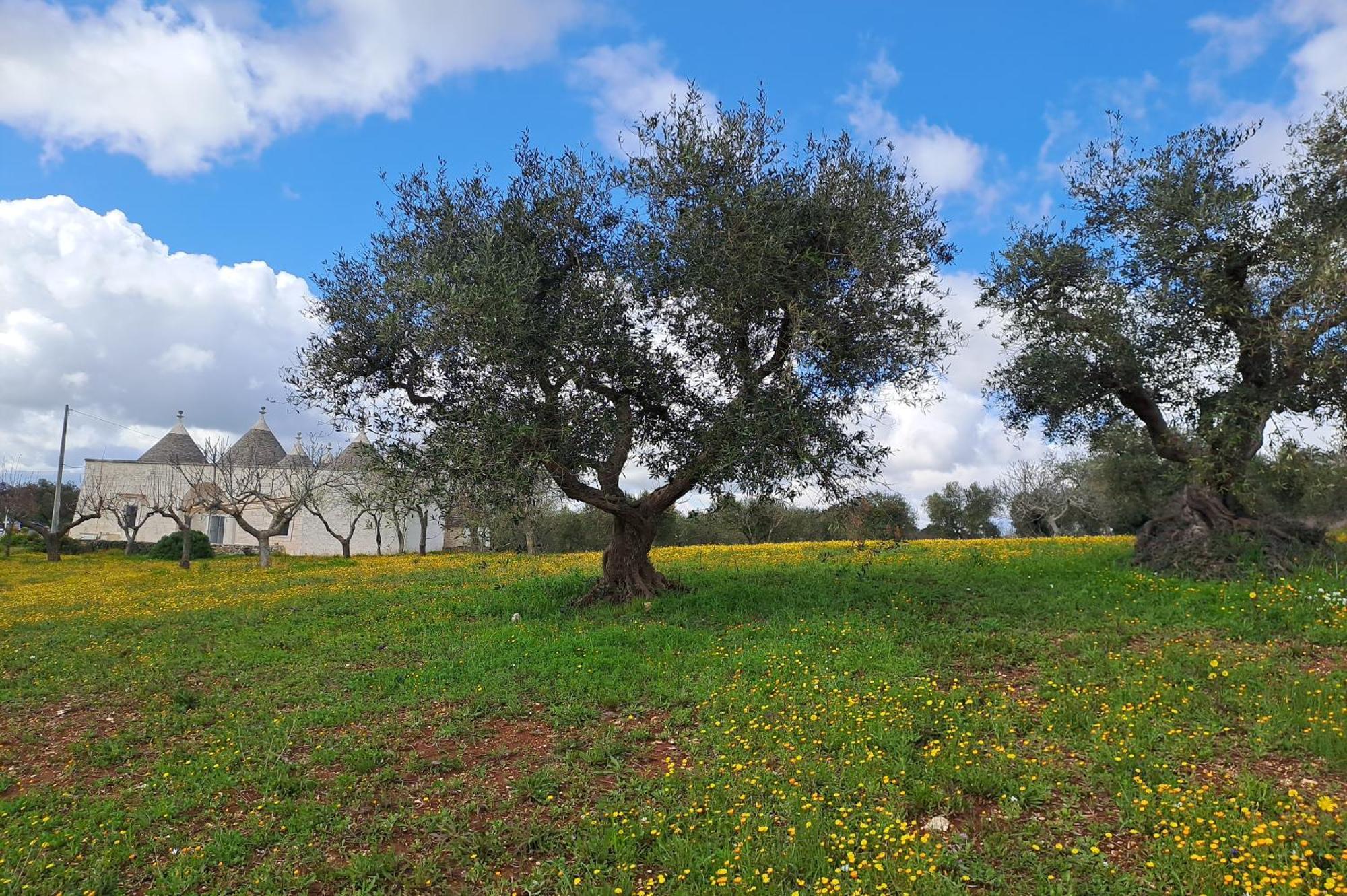 Trulli Carlo Anna Villa Locorotondo Exterior foto